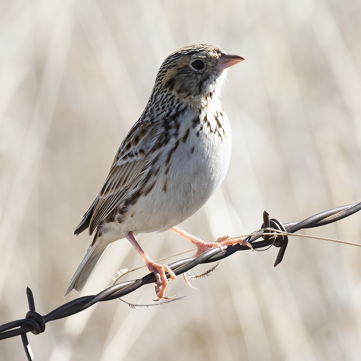 Baird's Sparrow - ML558286291