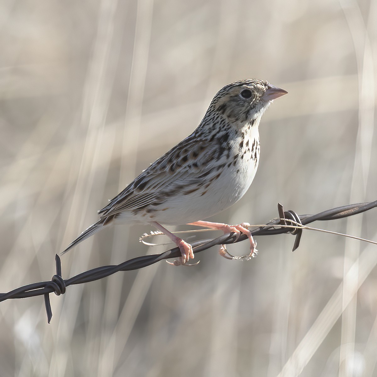 Baird's Sparrow - ML558286301