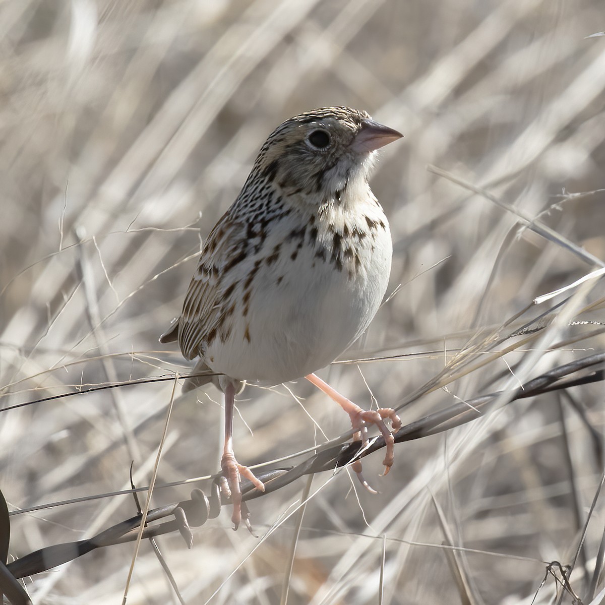 Baird's Sparrow - Gary Rosenberg