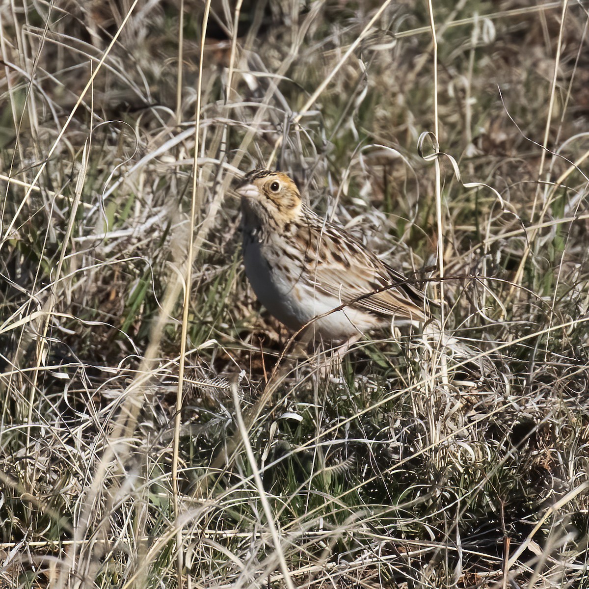 Baird's Sparrow - ML558286321
