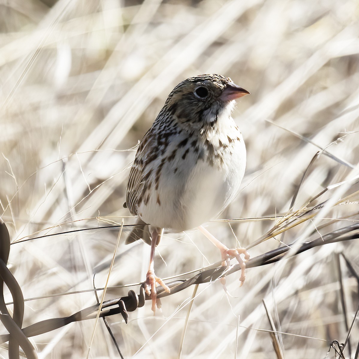 Baird's Sparrow - ML558286331