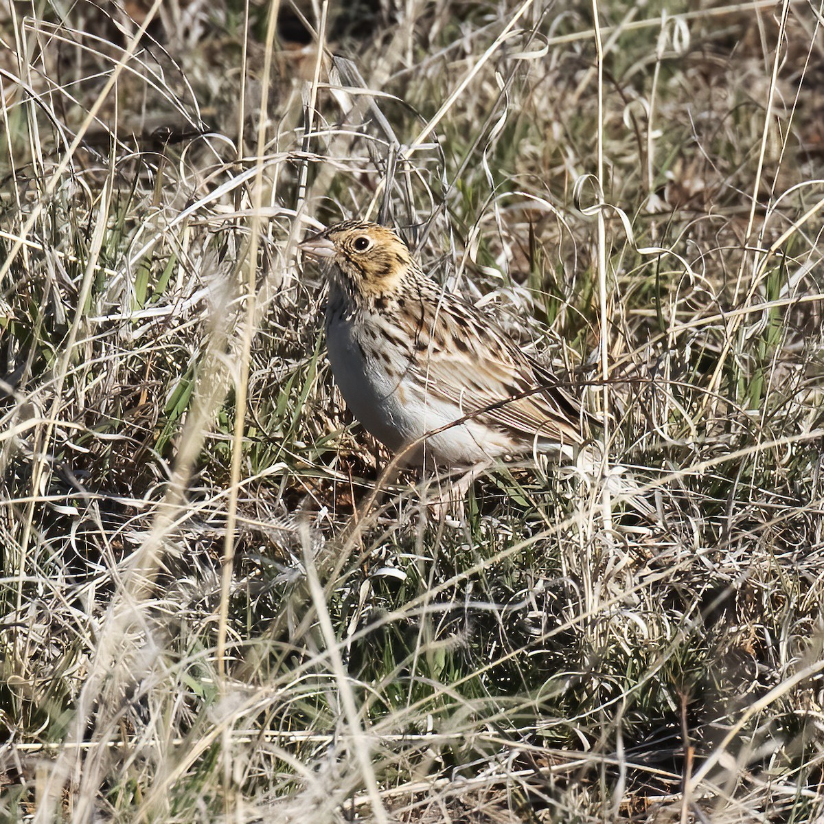 Baird's Sparrow - ML558286341
