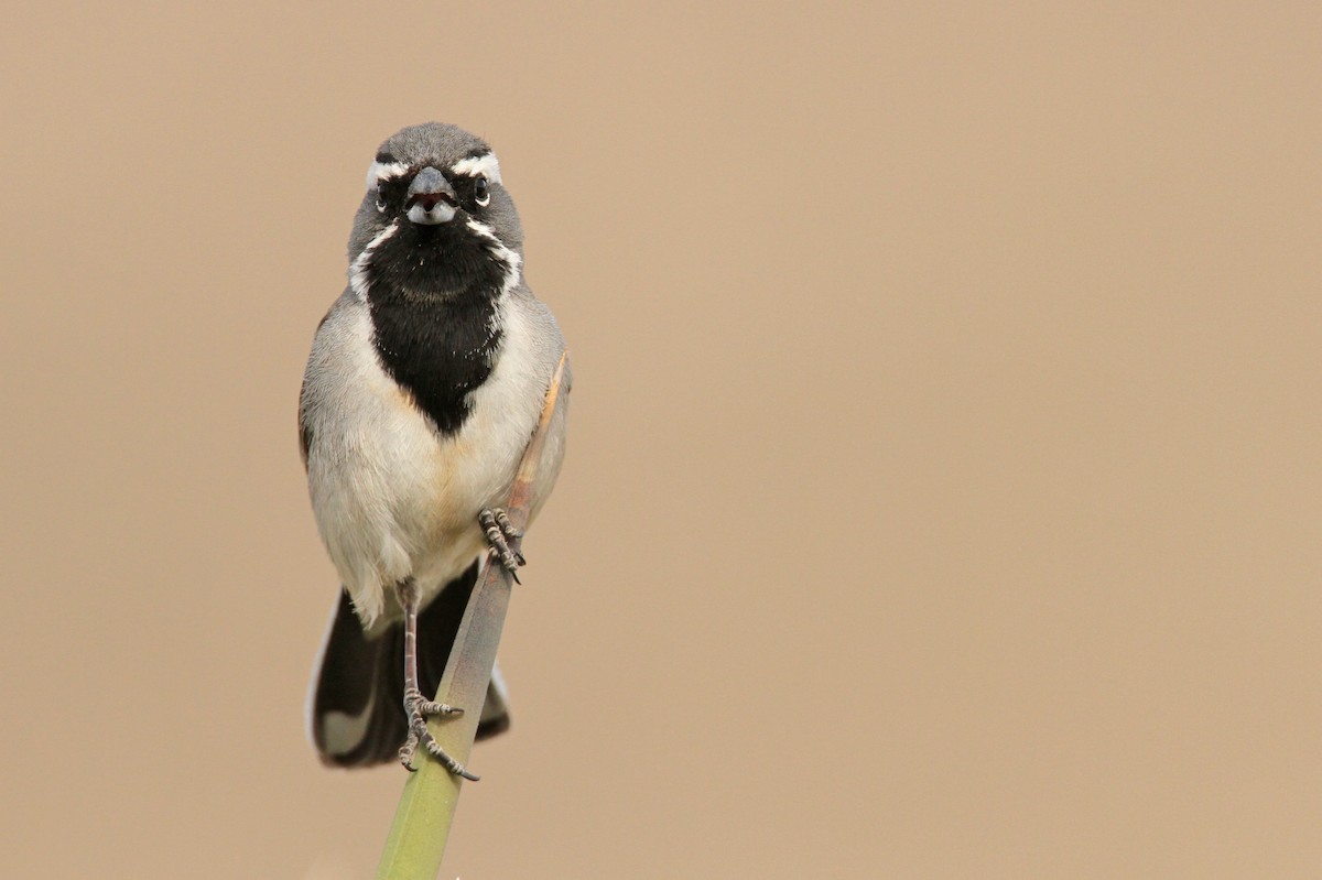 Black-throated Sparrow - Luke Seitz