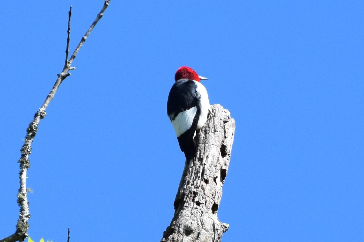 Red-headed Woodpecker - ML558288211