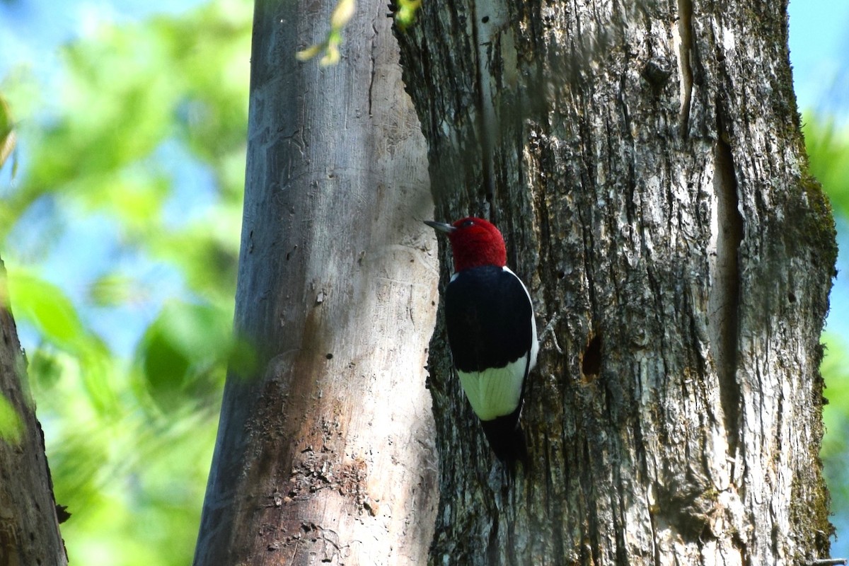 Red-headed Woodpecker - ML558288221