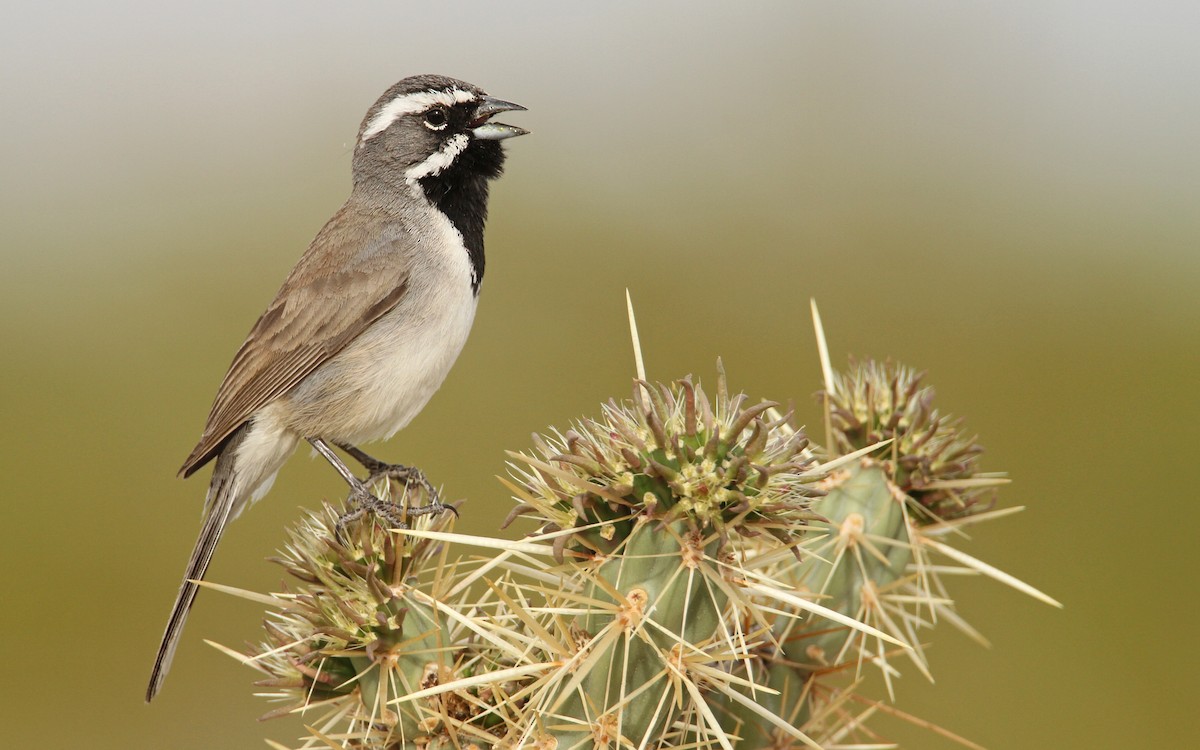 Black-throated Sparrow - ML55828841