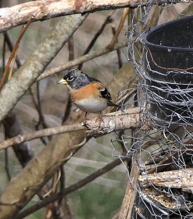 Brambling - ML558288601