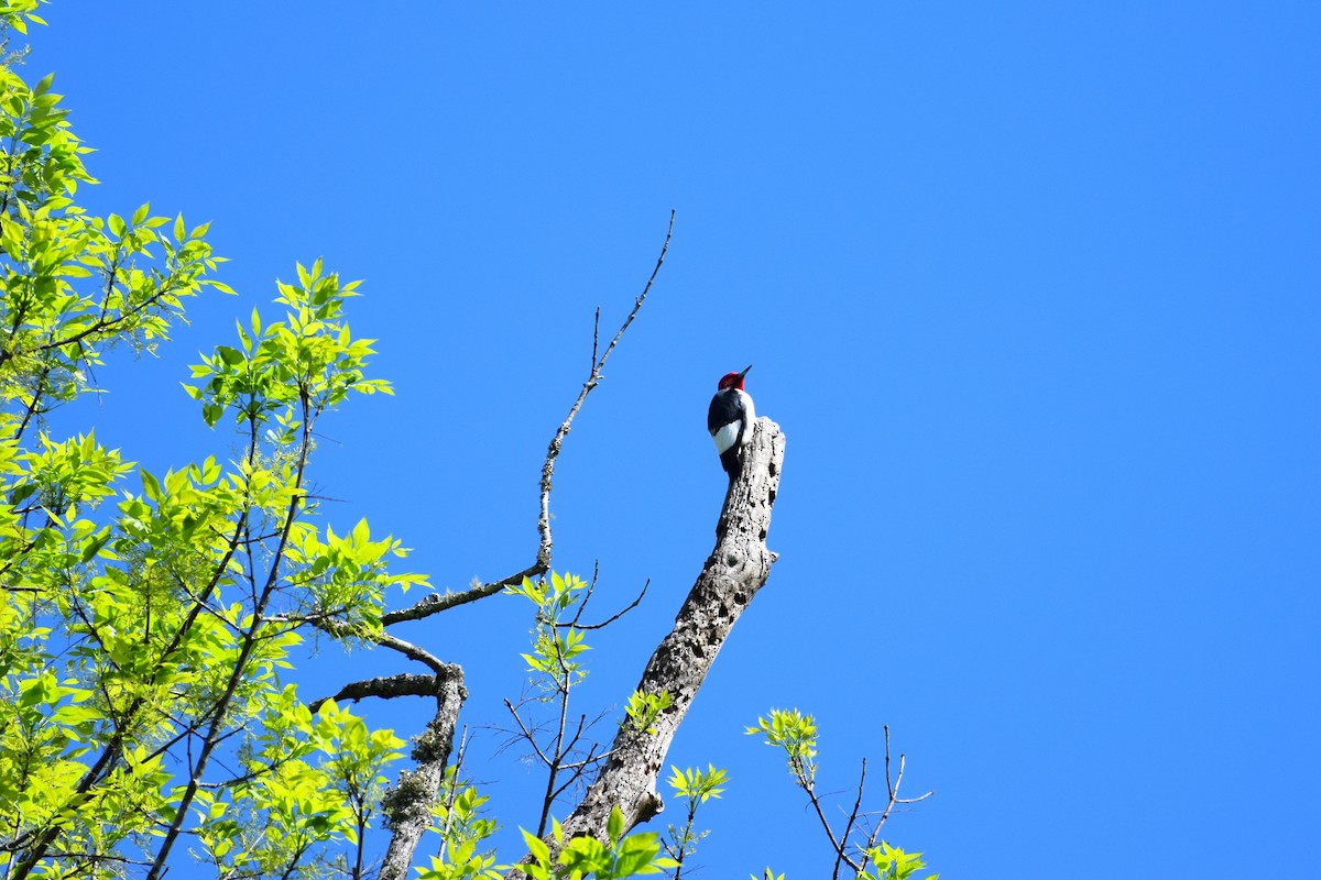 Red-headed Woodpecker - ML558289131