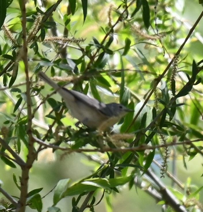 Lucy's Warbler - ML558289241