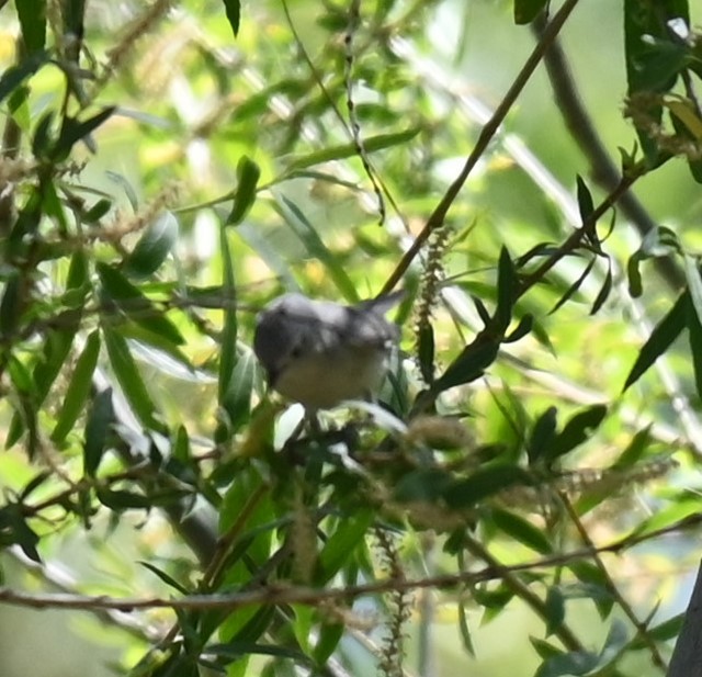 Lucy's Warbler - ML558289251