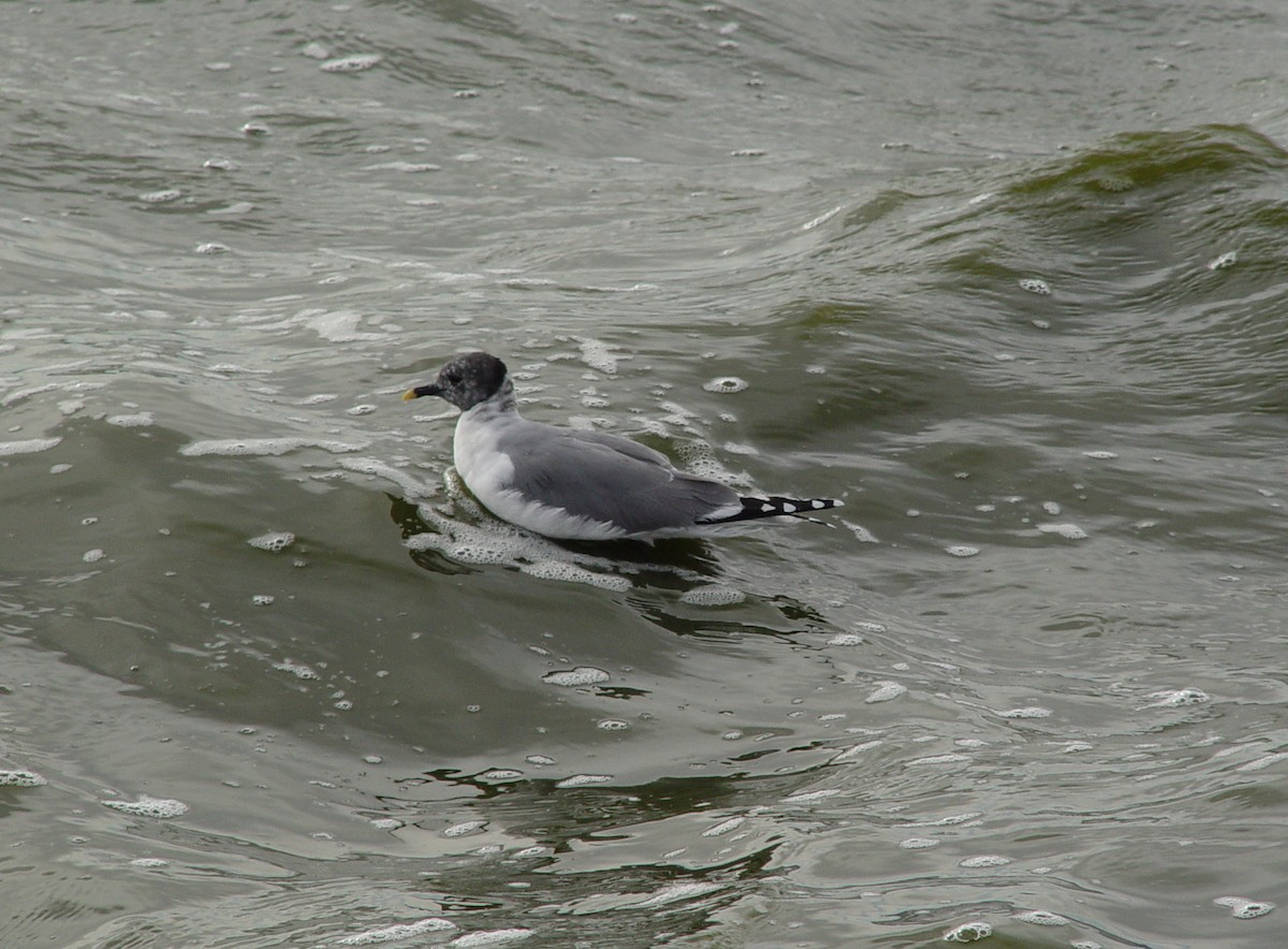 Sabine's Gull - Cole Wolf