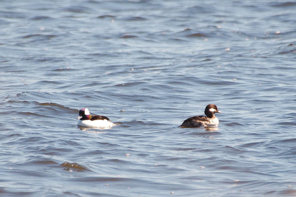 Bufflehead - Rick Beaudon