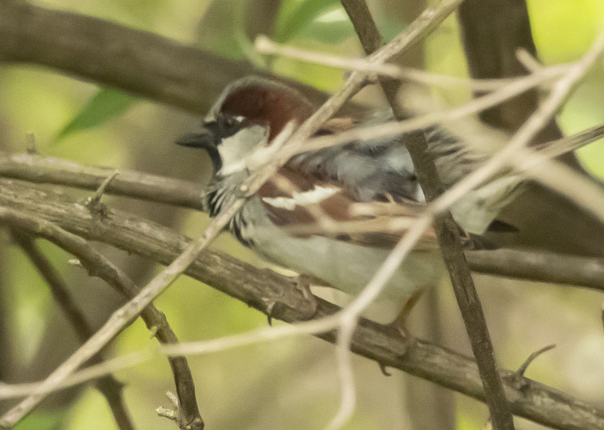 House Sparrow - ML558290311