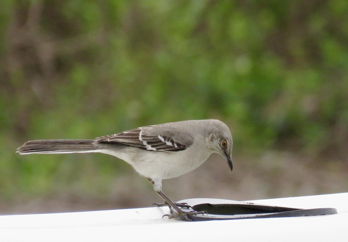 Northern Mockingbird - ML558290851