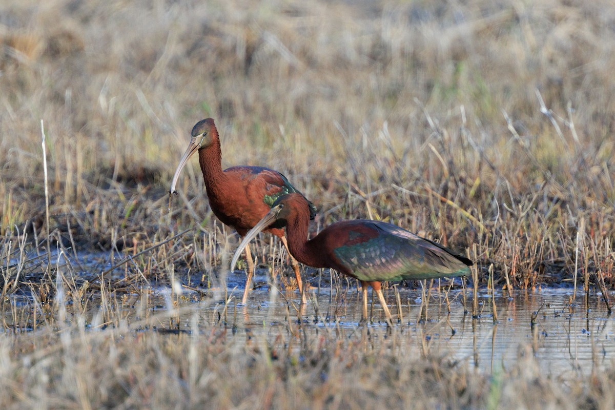 Glossy Ibis - Harris Stein