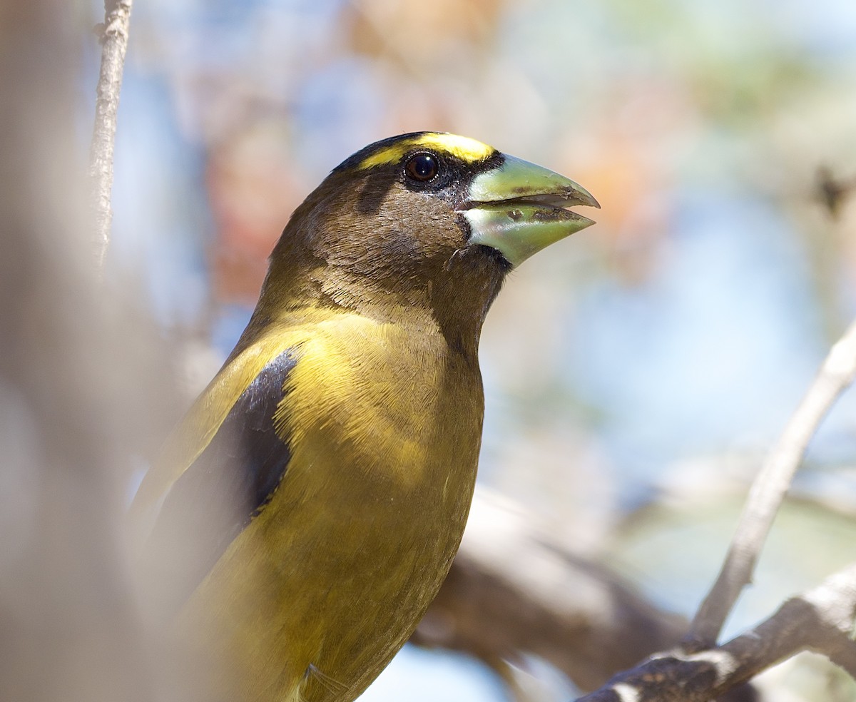 Evening Grosbeak - alex towers