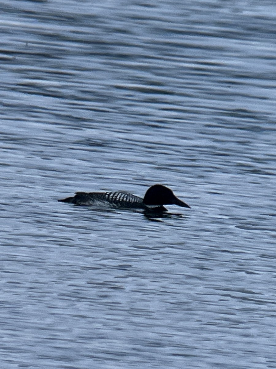 Common Loon - ML558292571