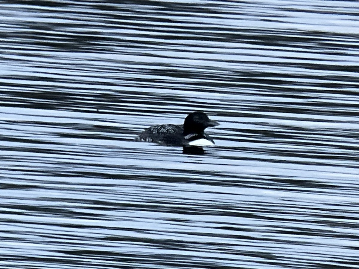 Common Loon - ML558292581