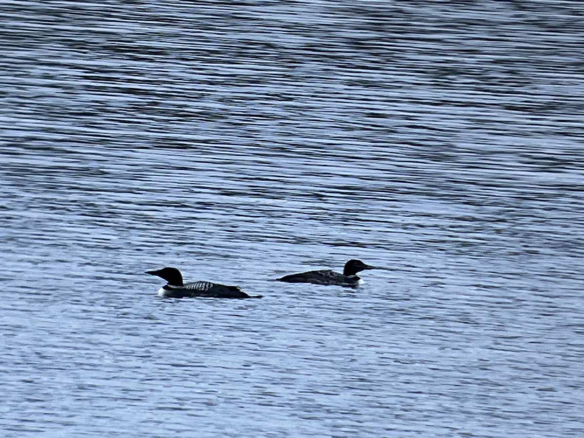 Common Loon - ML558292591