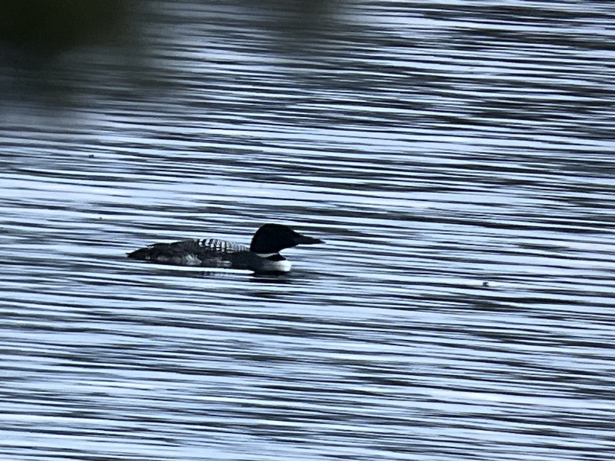 Common Loon - ML558292601