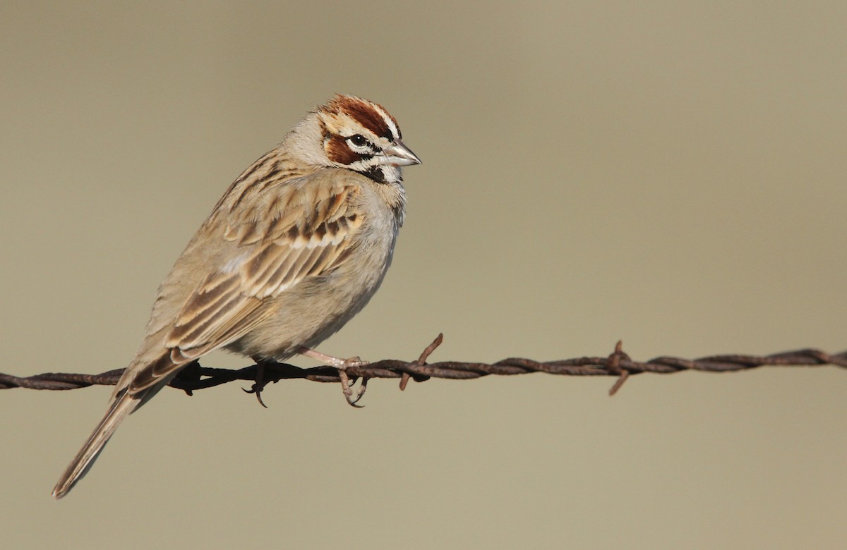 Lark Sparrow - Luke Seitz