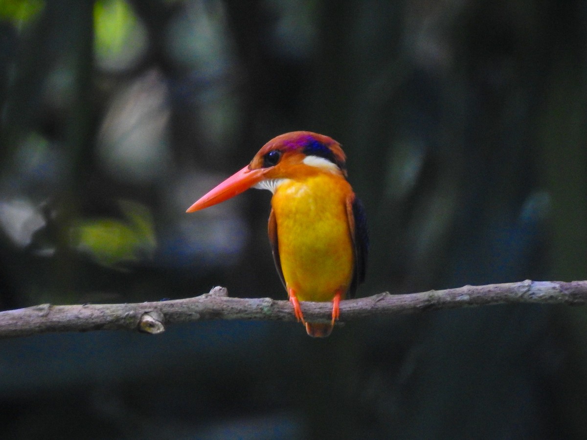 Black-backed Dwarf-Kingfisher - ML558294281