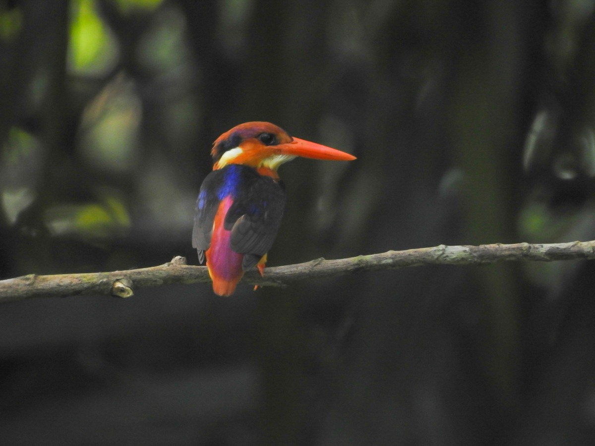Black-backed Dwarf-Kingfisher - Tharul Sathmira