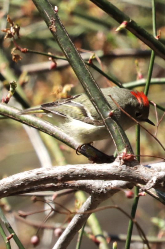 Ruby-crowned Kinglet - ML558294501