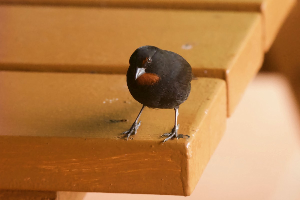 Lesser Antillean Bullfinch - ML558295801