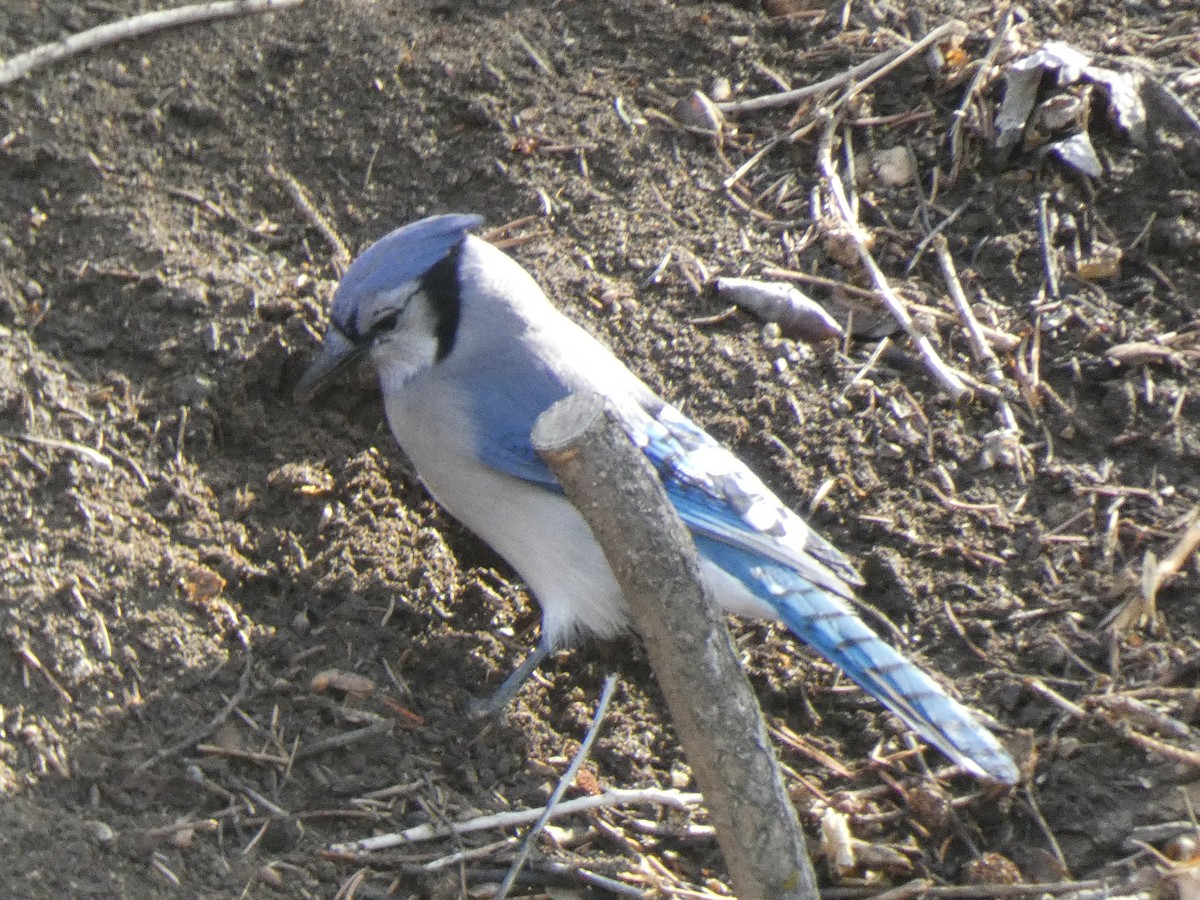 Blue Jay - Gerald "Jerry" Baines