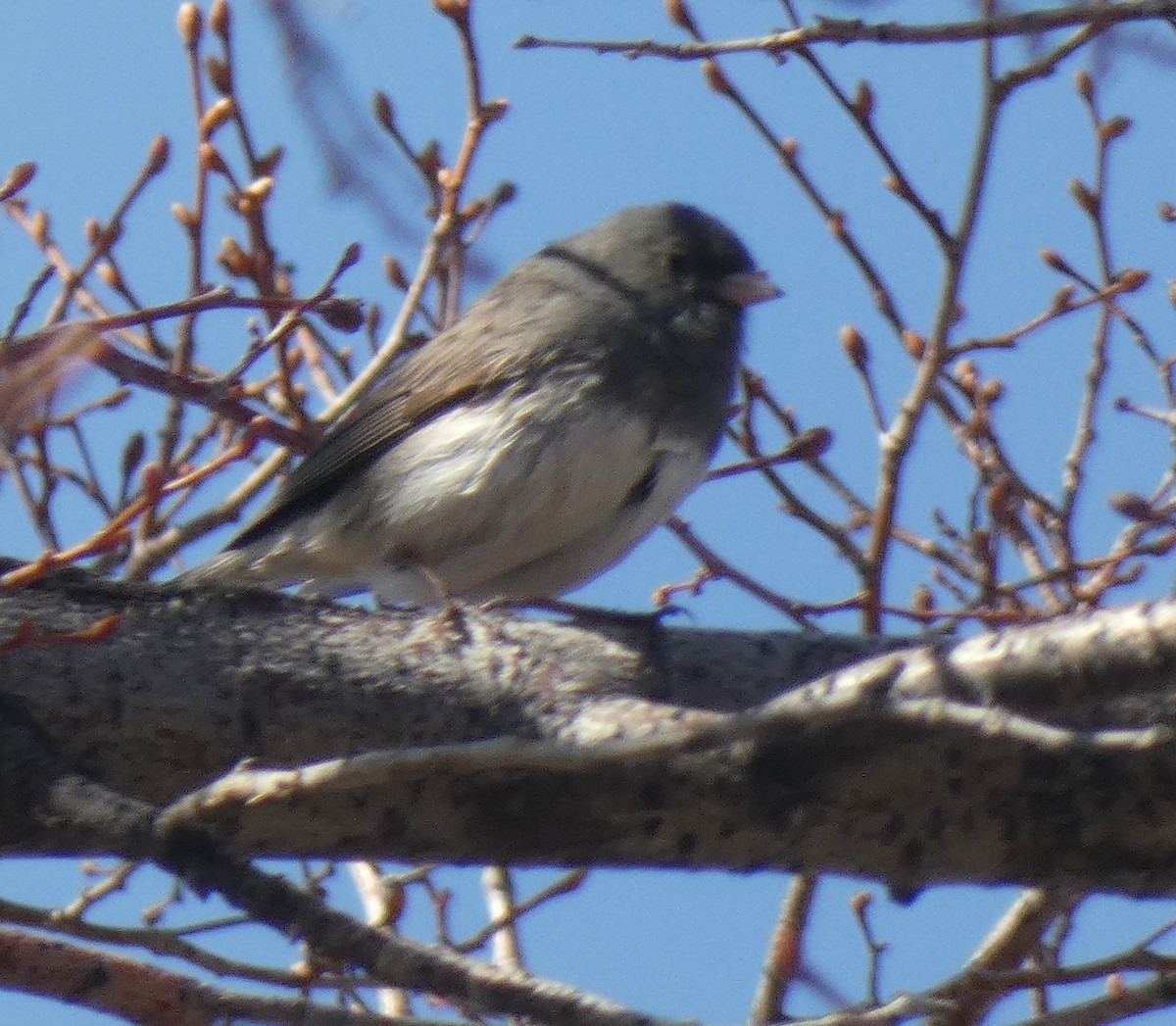 Junco ardoisé - ML558296631