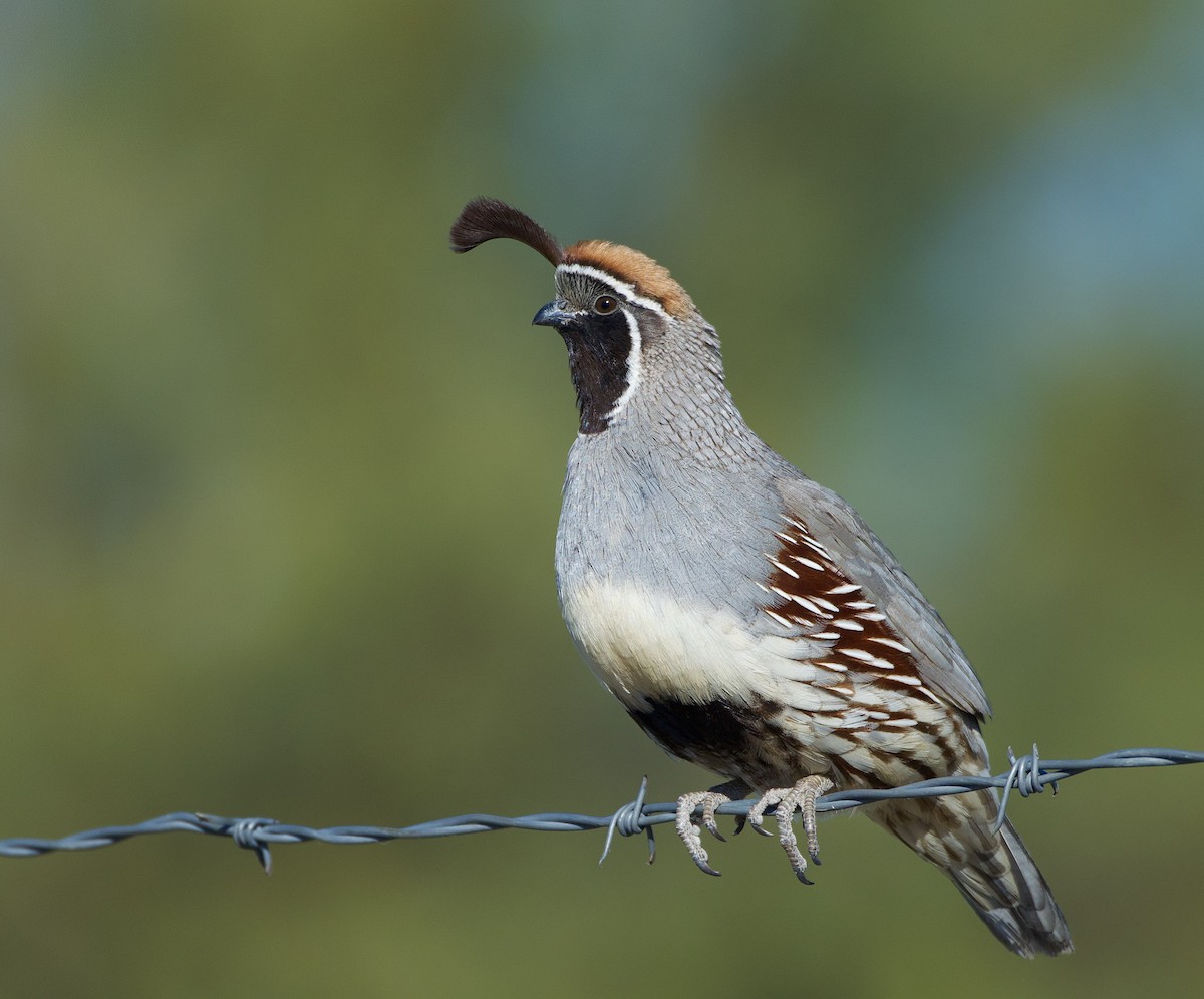 Gambel's Quail - ML558296671