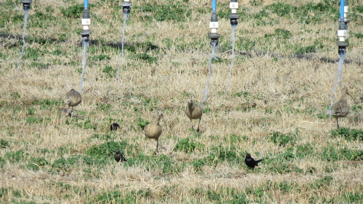 Long-billed Curlew - ML558296771