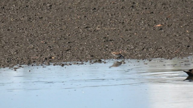 Black-fronted Dotterel - ML558299521