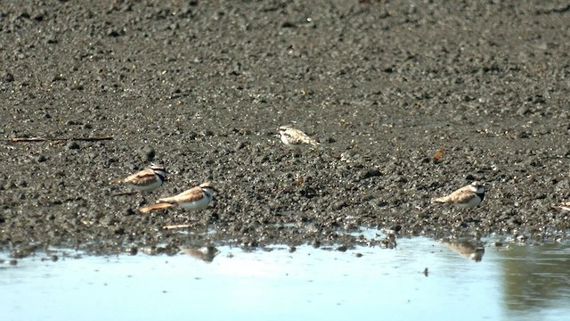 Black-fronted Dotterel - ML558300171