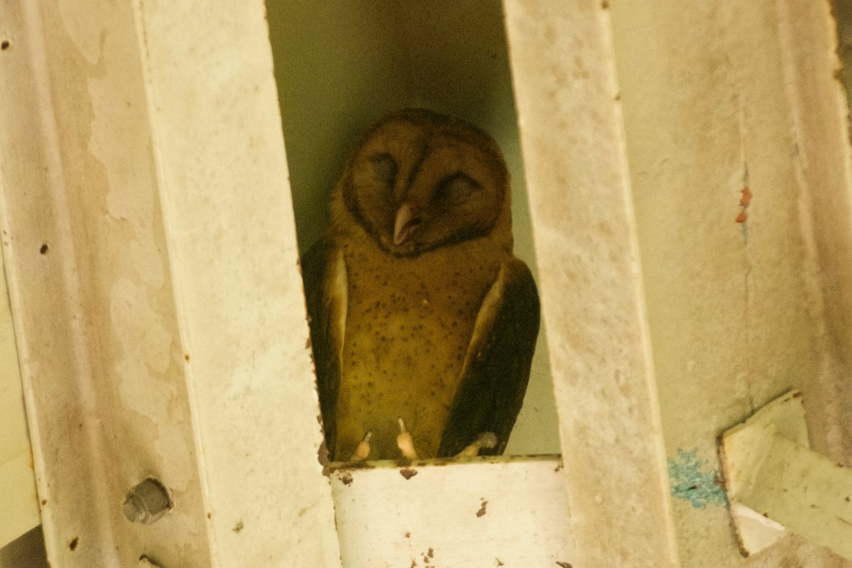 Barn Owl (Lesser Antilles) - ML558300261