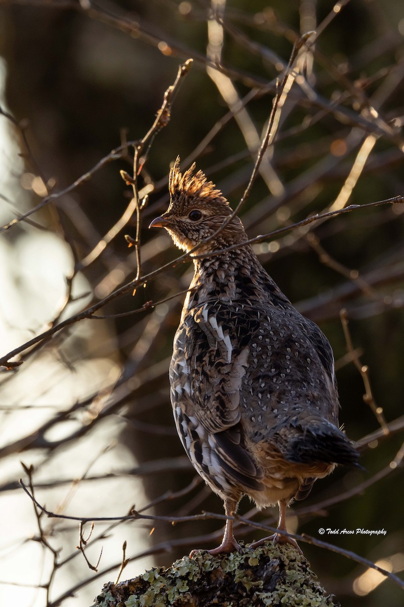 Ruffed Grouse - Todd Arcos