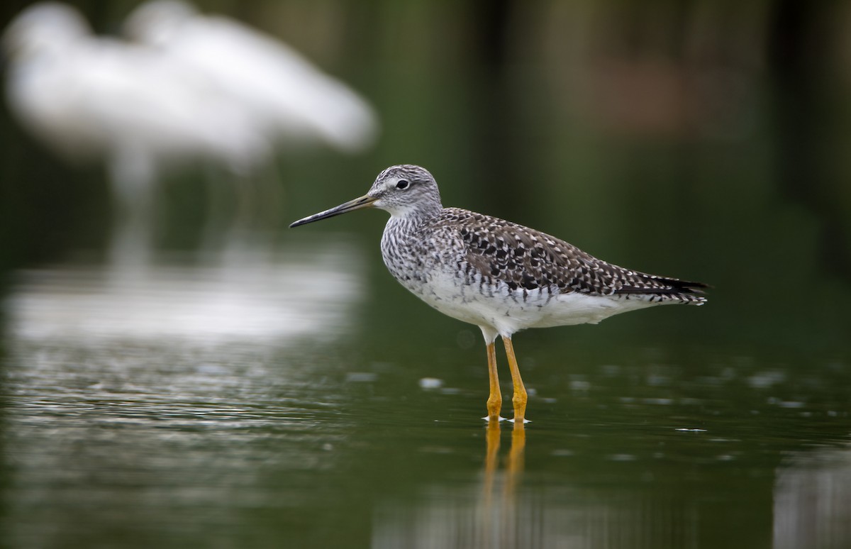 Greater Yellowlegs - David F. Belmonte