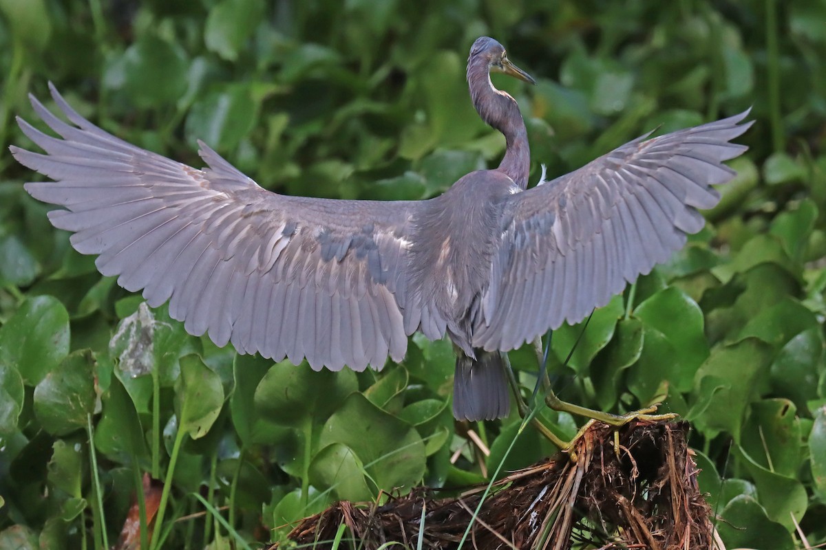 Tricolored Heron - Corey Finger