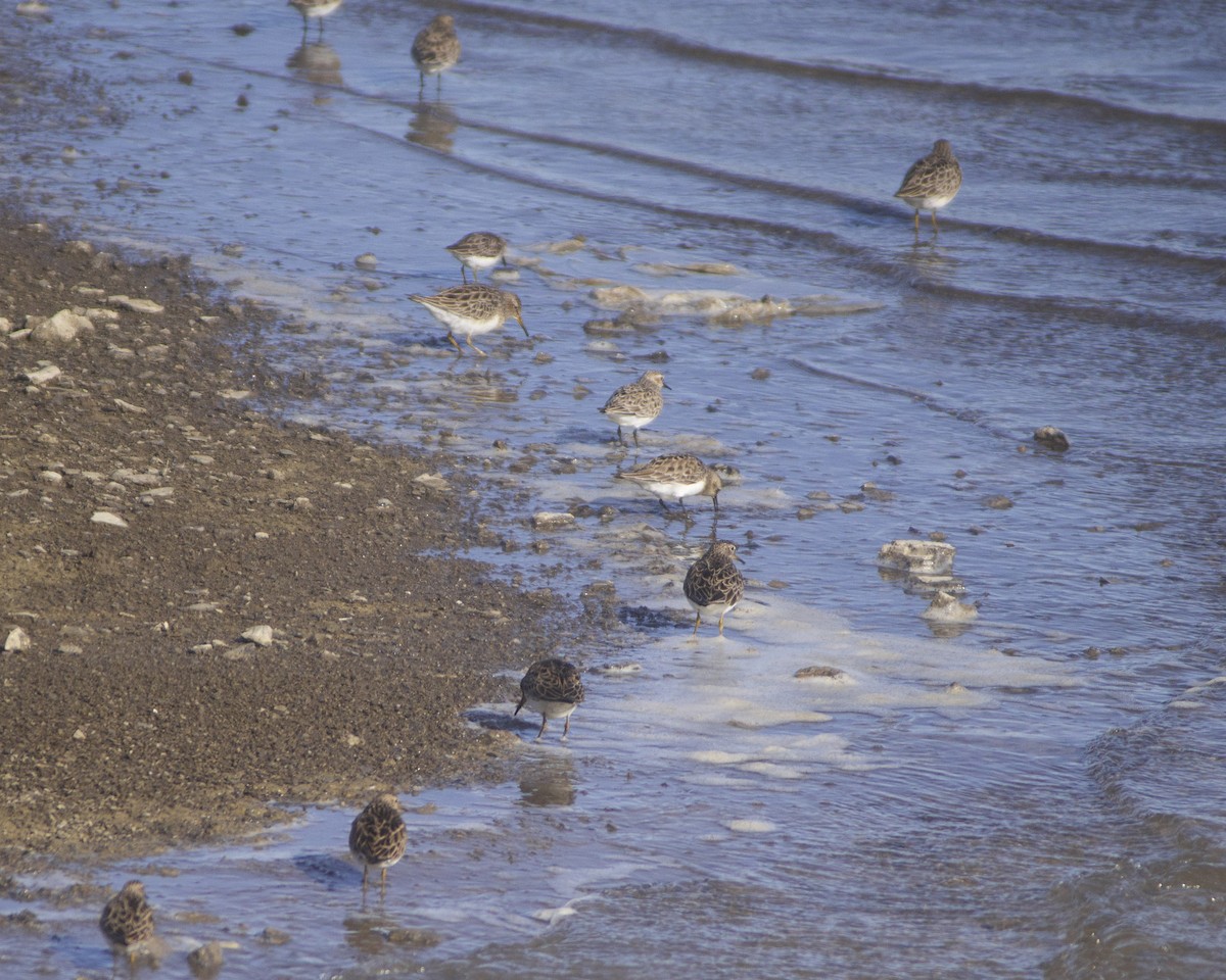 Baird's Sandpiper - ML558301381