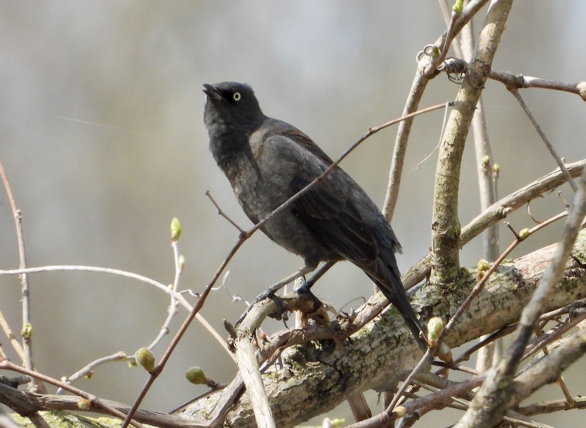 Rusty Blackbird - ML558302711