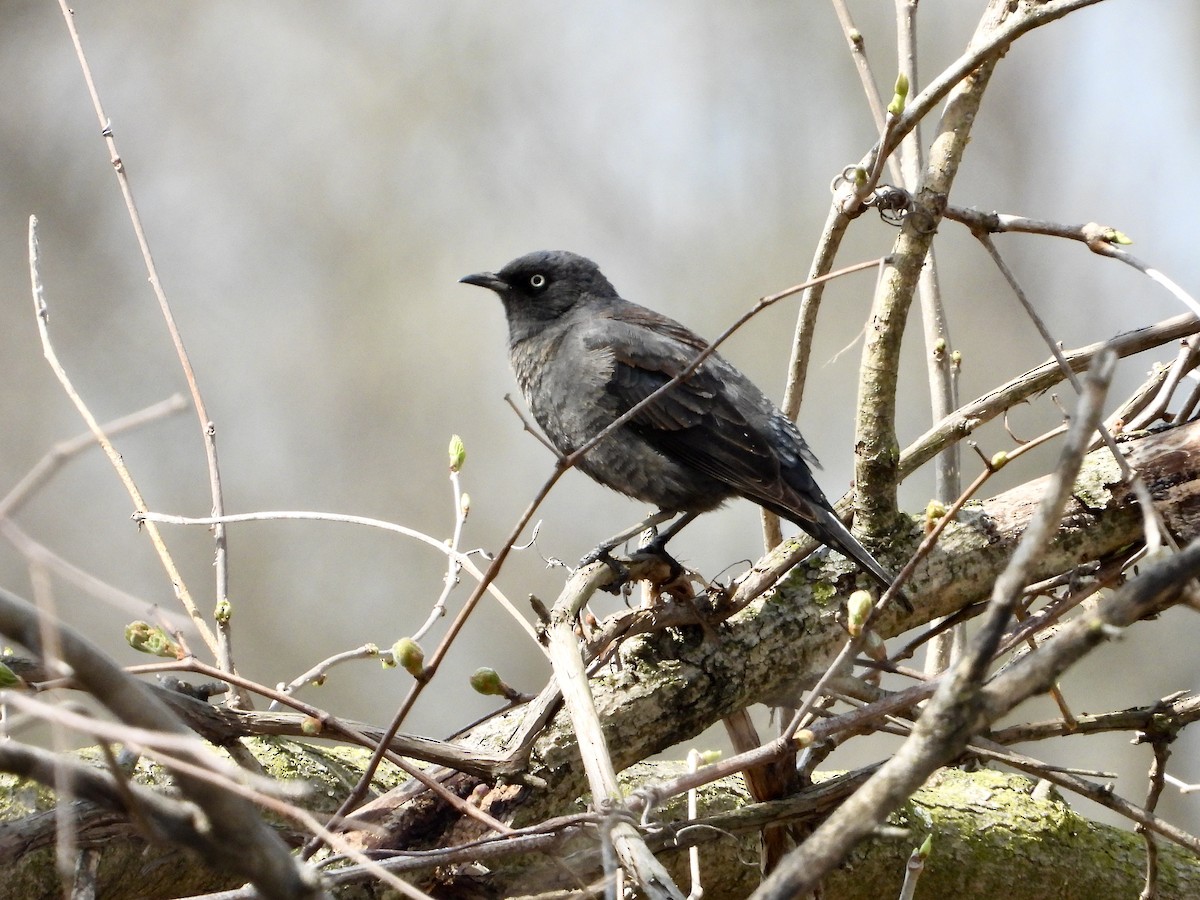Rusty Blackbird - ML558302721