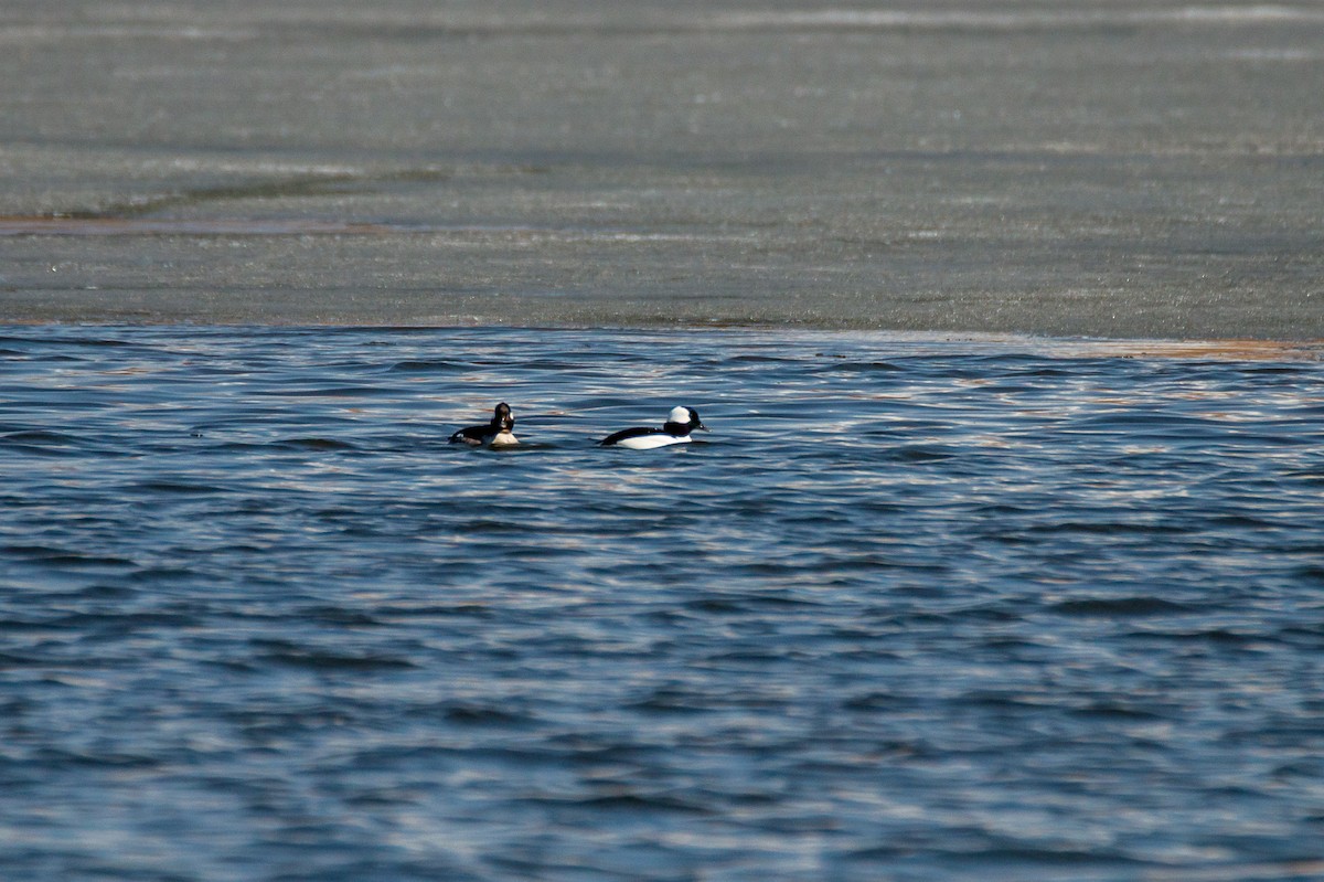 Bufflehead - ML558303421