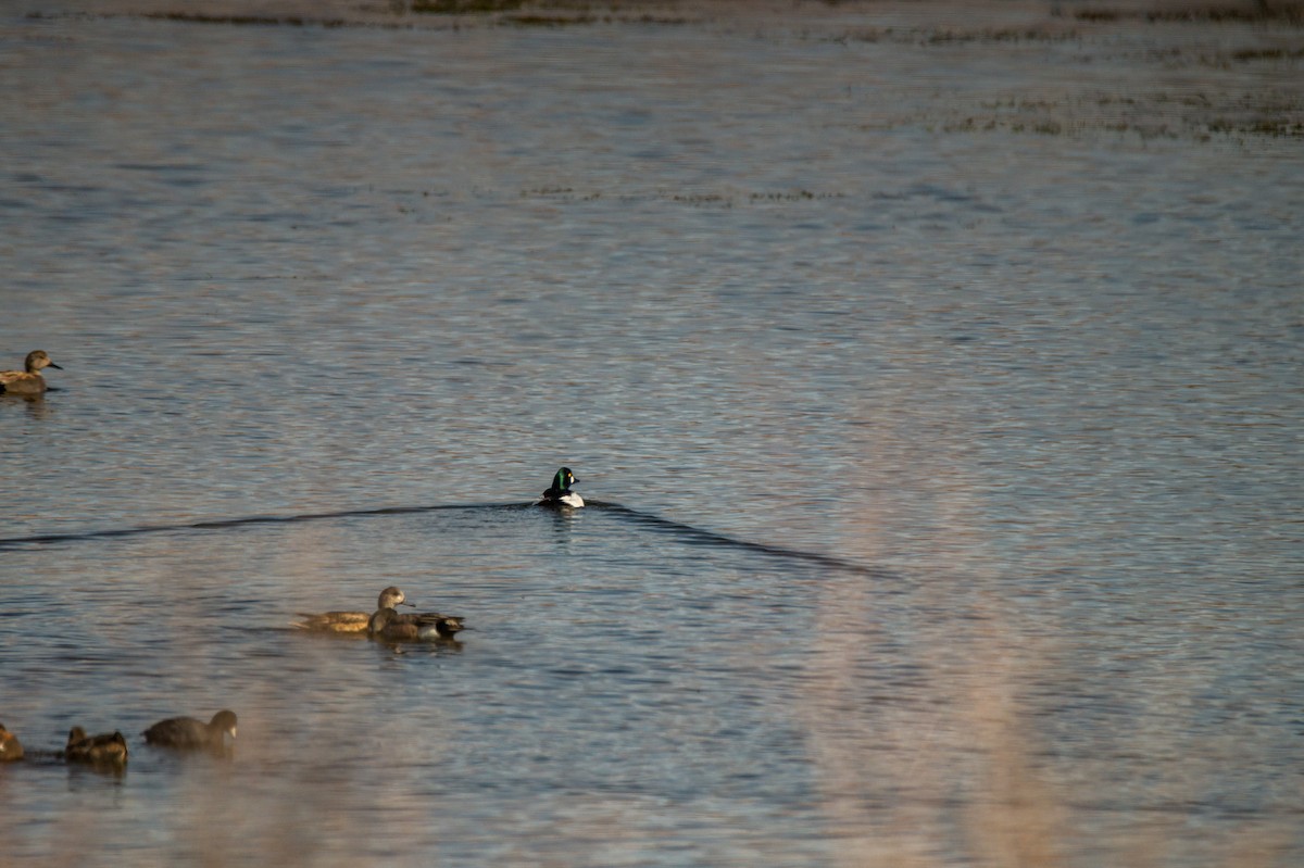 Common Goldeneye - ML558303471