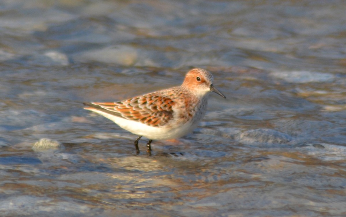 Little Stint - ML55830351