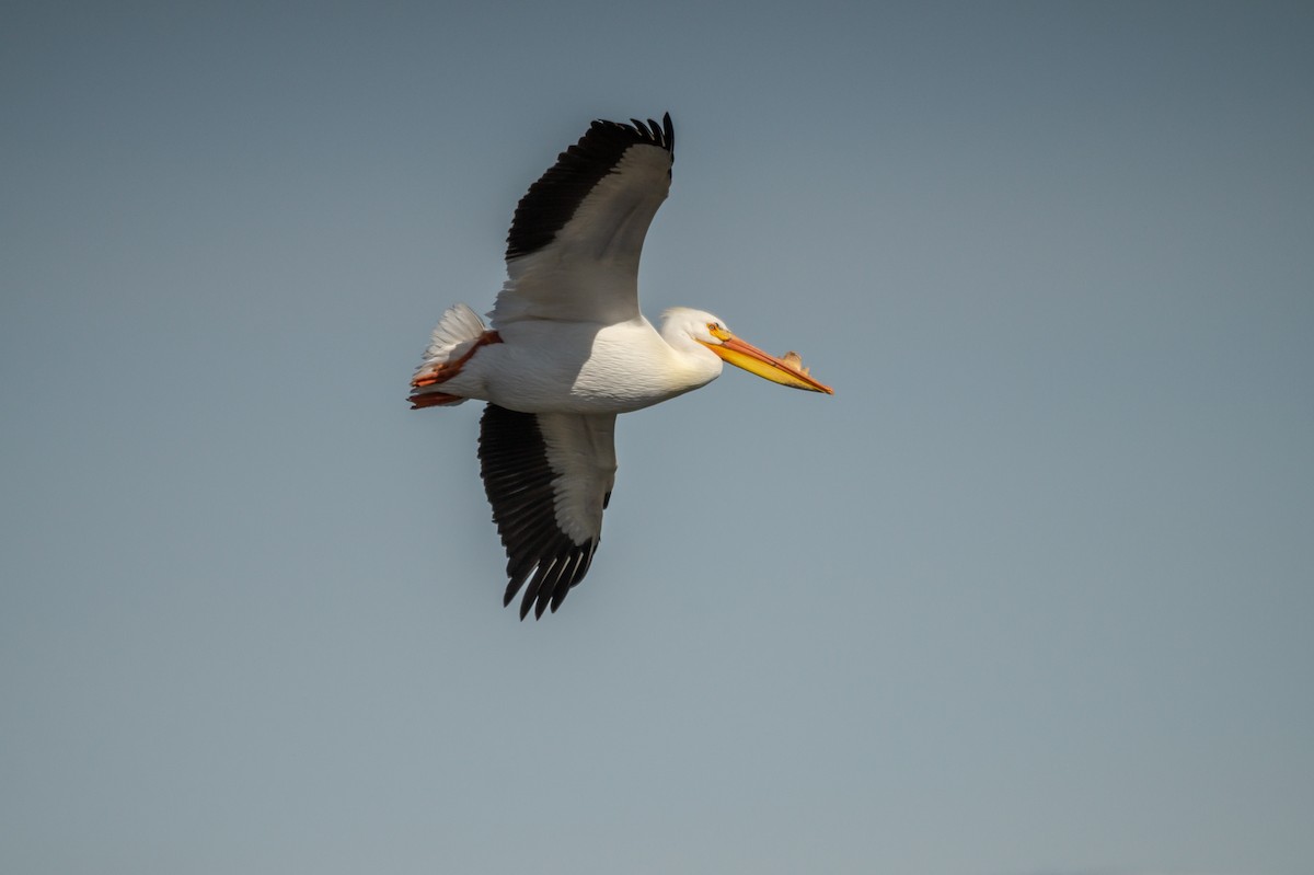 American White Pelican - ML558303571