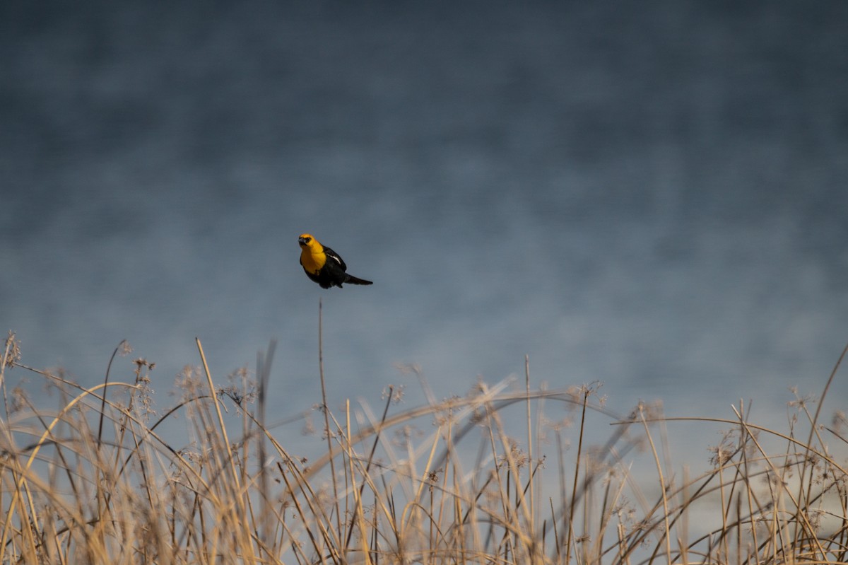 Yellow-headed Blackbird - ML558303711