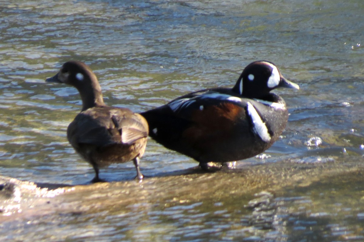 Harlequin Duck - ML558304601