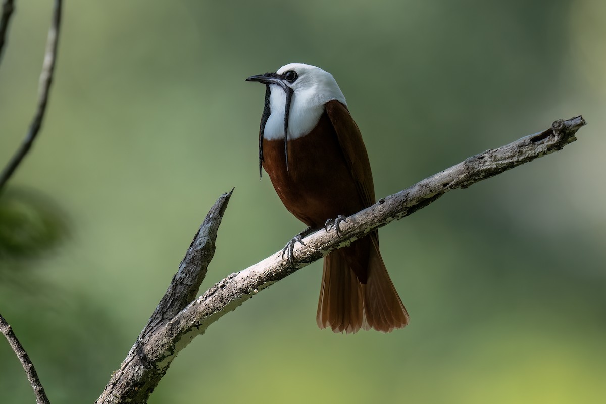 Three-wattled Bellbird - ML558305181