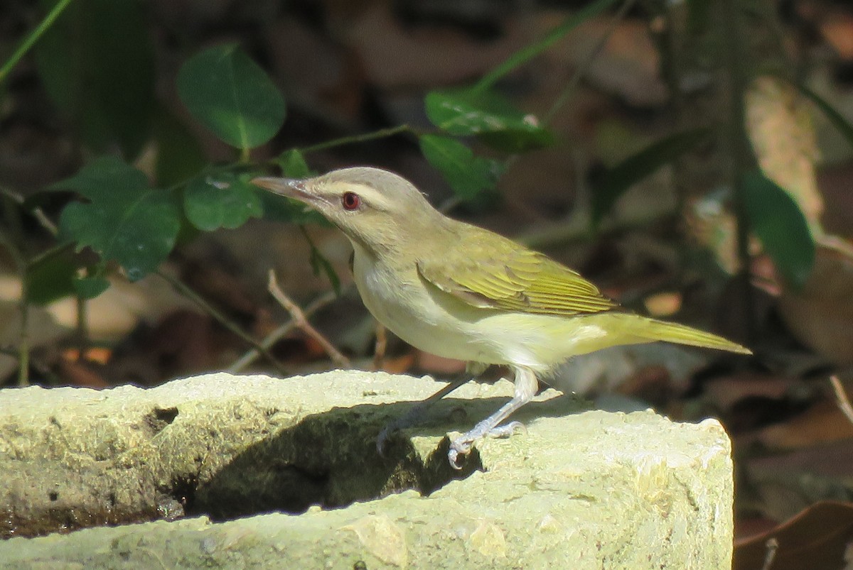 Black-whiskered Vireo - Thomas Hinnebusch